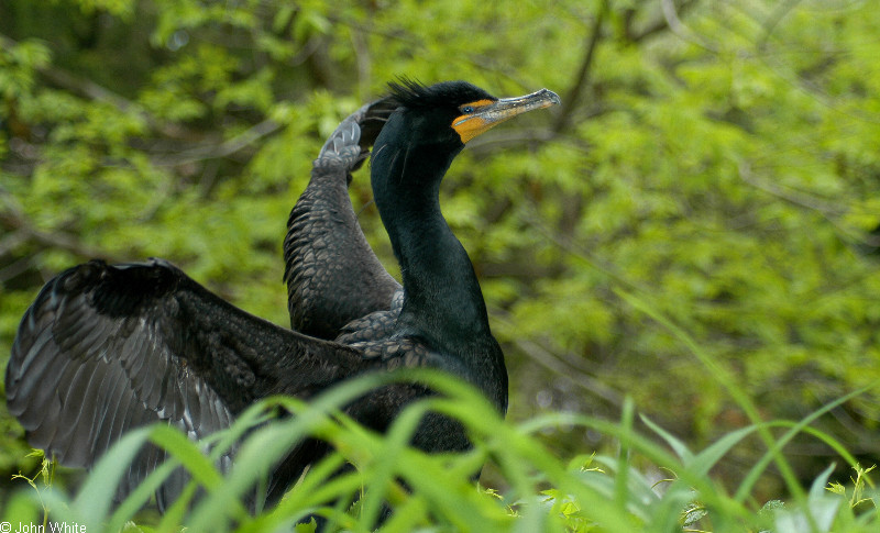 Misc birds - Double Crested Cormorant (Phalacrocorax auritus); DISPLAY FULL IMAGE.