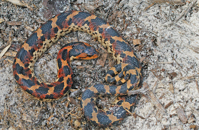 Eastern Hosnose Snake; DISPLAY FULL IMAGE.