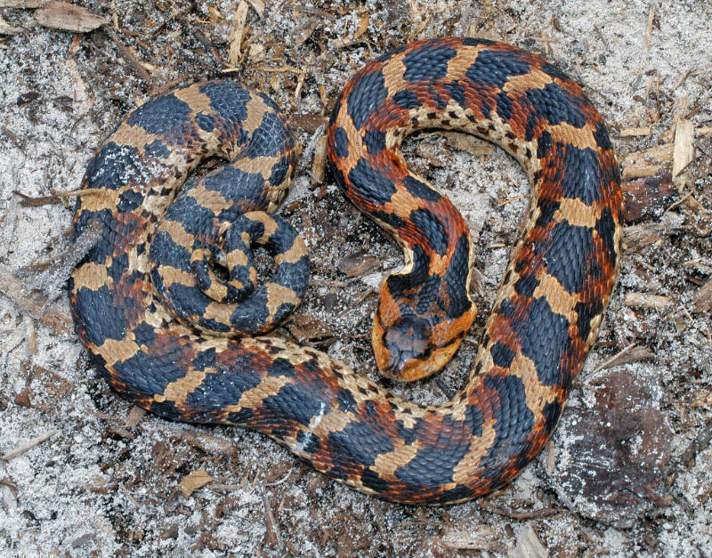 Eastern Hognose Snake - Defensive Posture; DISPLAY FULL IMAGE.