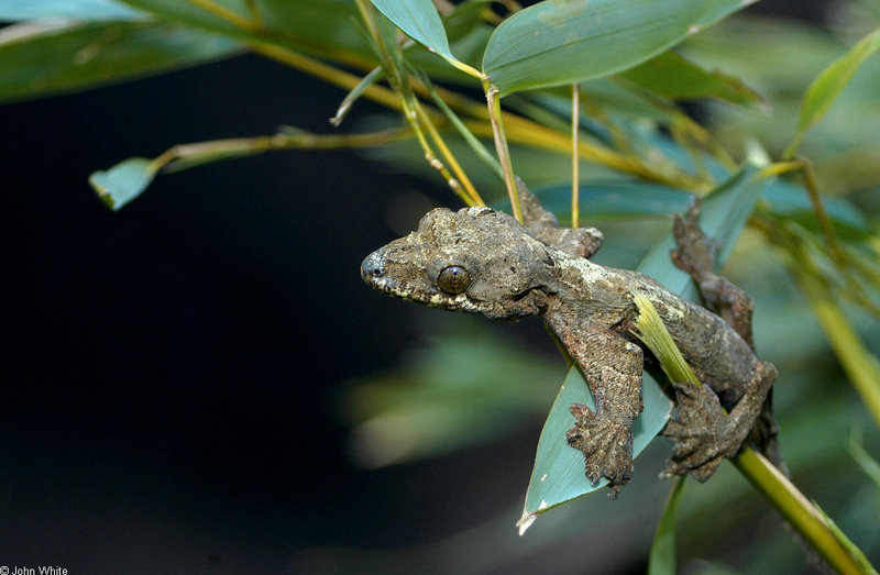 Flying Gecko - Flying Gecko (ptychozoon kuhli)007; DISPLAY FULL IMAGE.