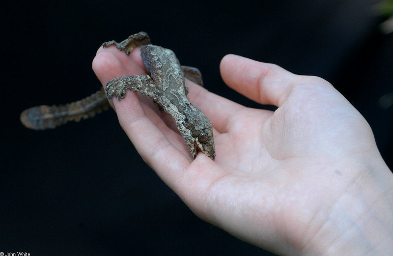 Flying Gecko - OUCH-Flying Gecko (ptychozoon kuhli)014; DISPLAY FULL IMAGE.