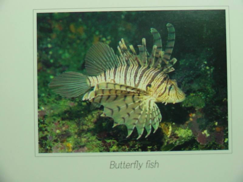 Luna Lionfish; DISPLAY FULL IMAGE.