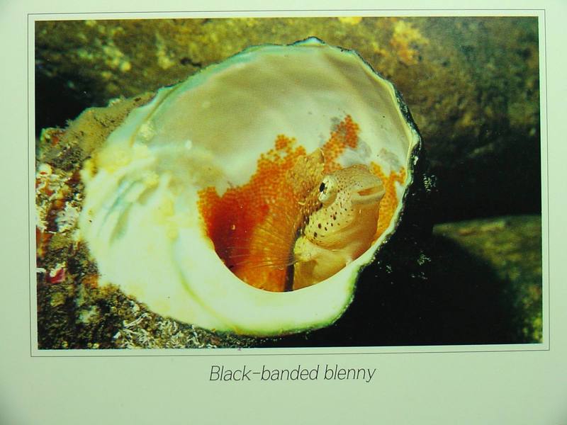 Black-banded blenny (두줄베도라치) - Petroscirtes breviceps / Bleniidae; DISPLAY FULL IMAGE.