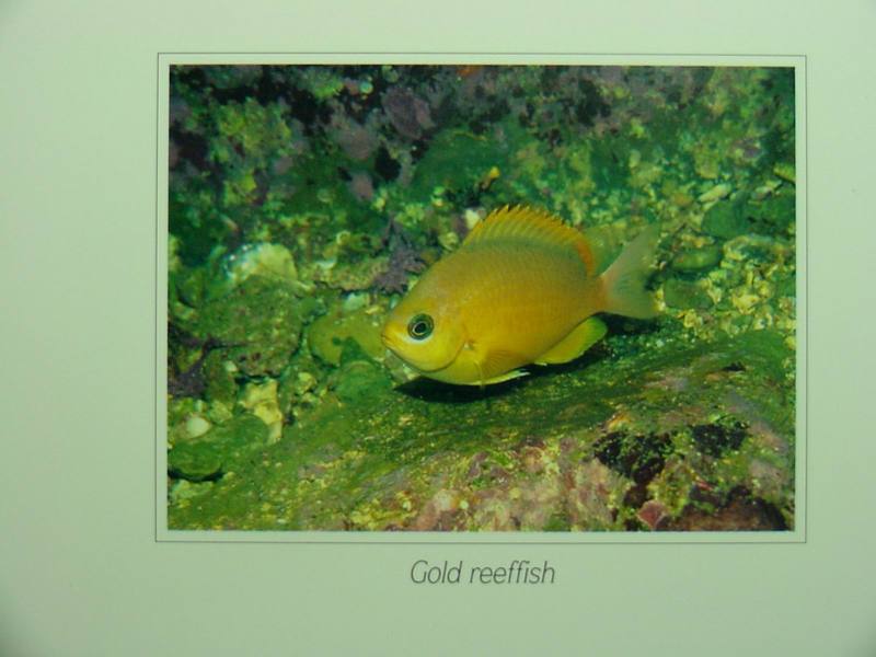 Yellow Chromis; DISPLAY FULL IMAGE.
