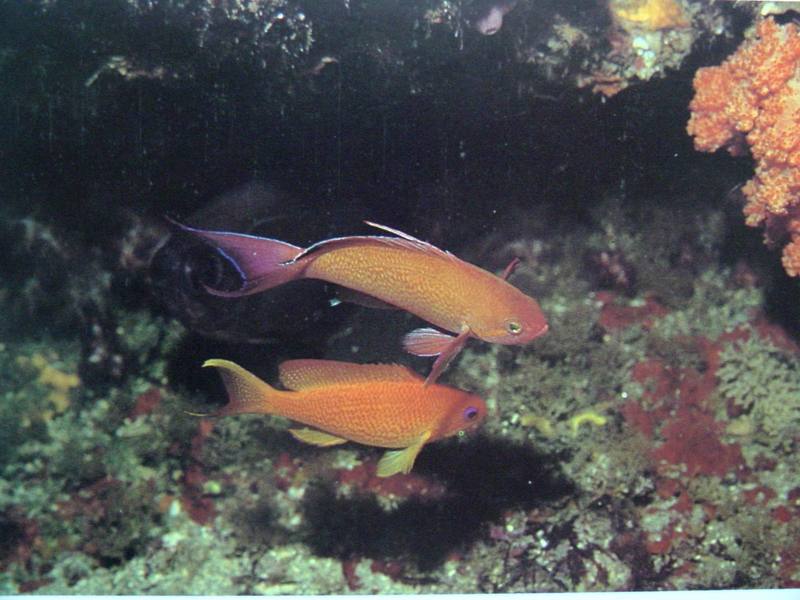 Lyretail Anthias - Pseudanthias squamipinnis - 금강바리; DISPLAY FULL IMAGE.