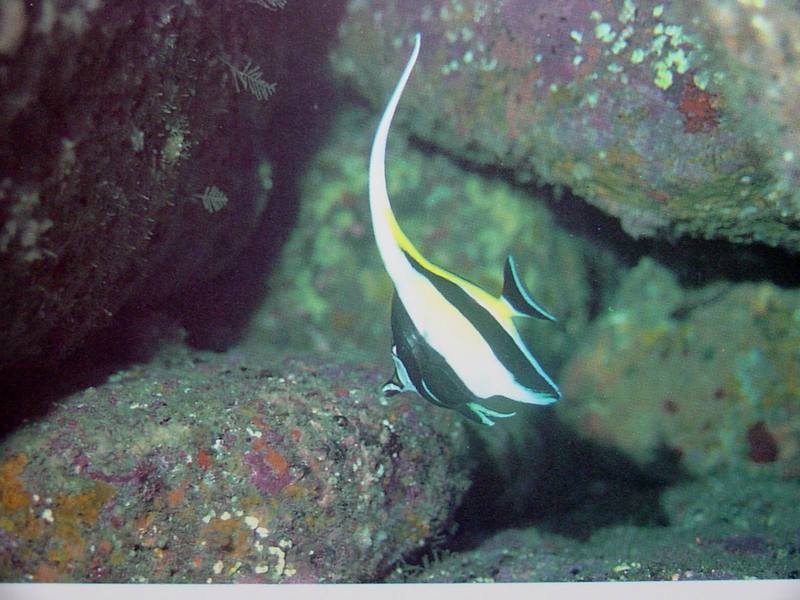 Moorish Idol; DISPLAY FULL IMAGE.