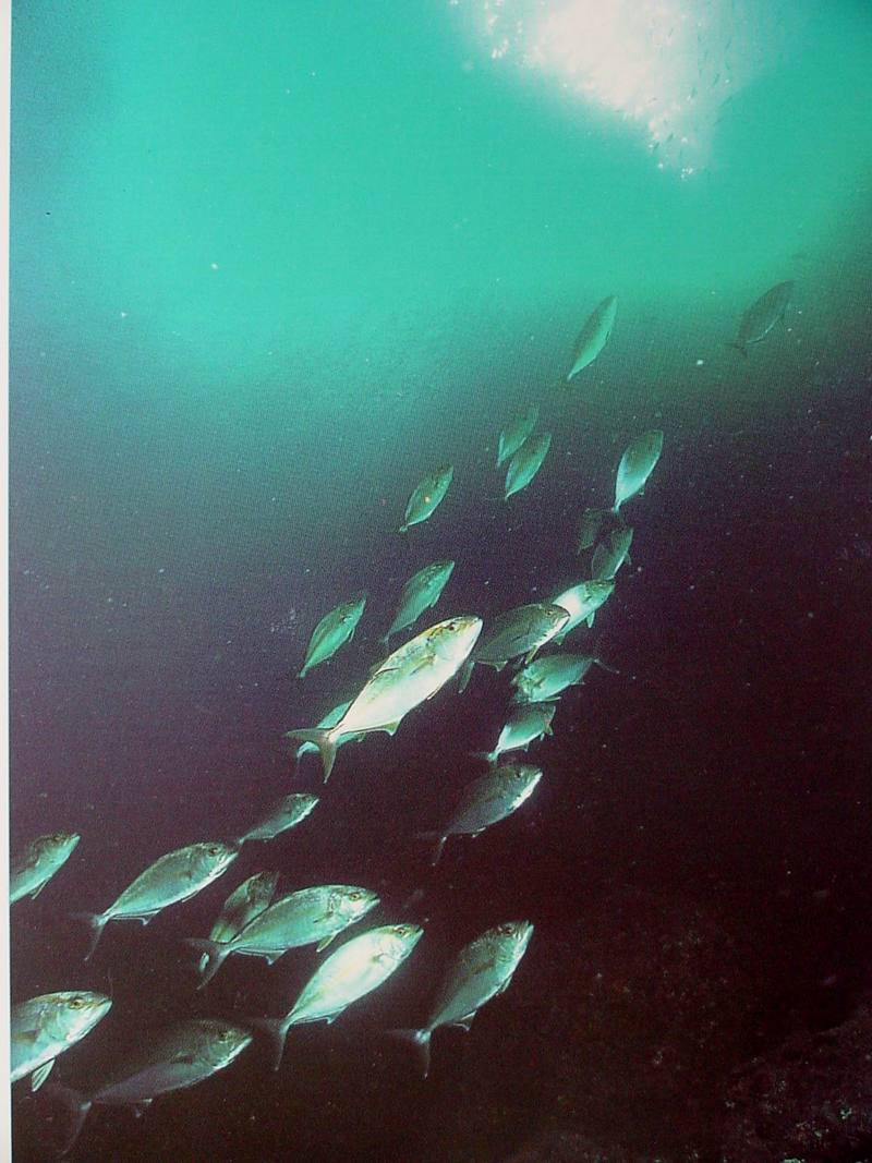 Greater Amberjacks - Seriola dumerili - 잿방어; DISPLAY FULL IMAGE.