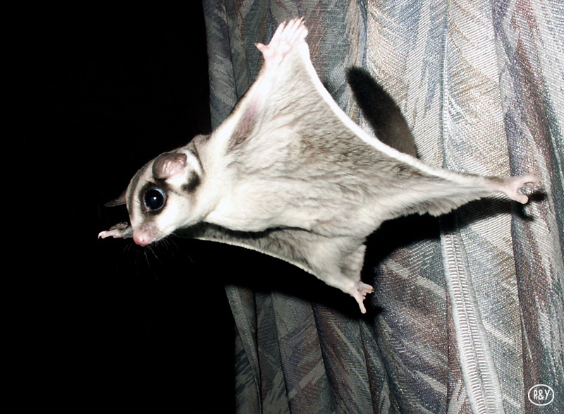 Petaurus Breviceps - Sugar Glider; DISPLAY FULL IMAGE.