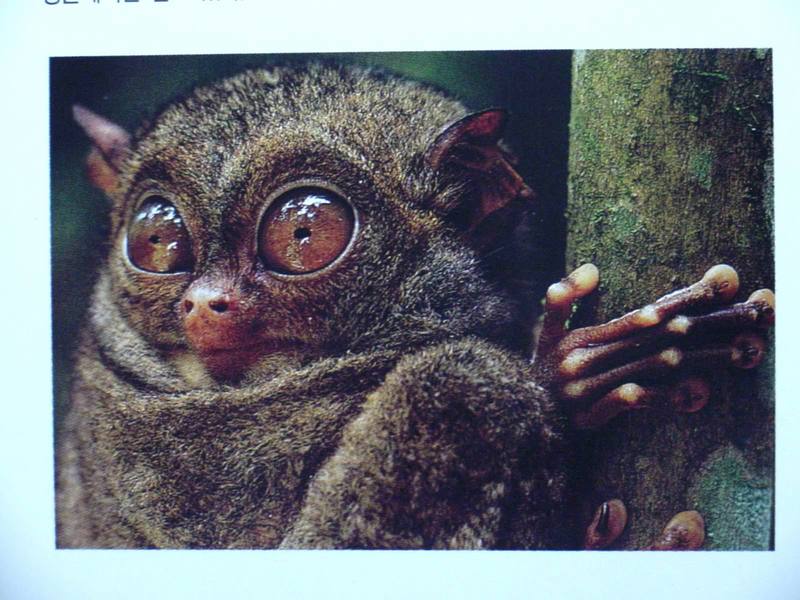 Bornean Tarsier; DISPLAY FULL IMAGE.