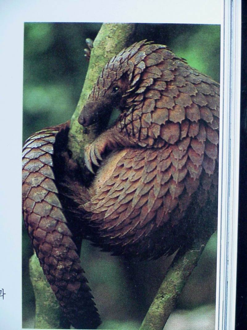 African Tree Pangolin; DISPLAY FULL IMAGE.