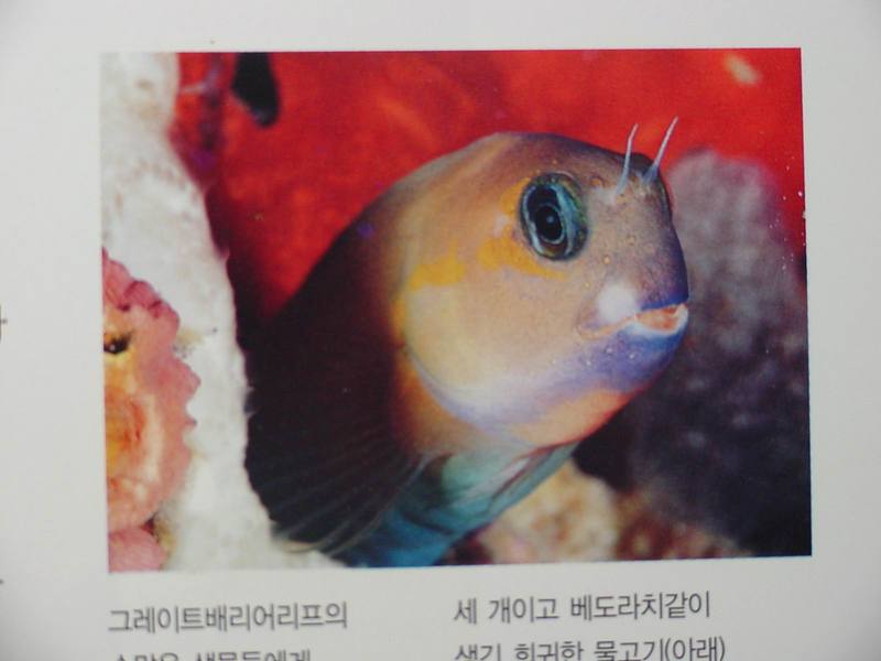 Blenny?; DISPLAY FULL IMAGE.