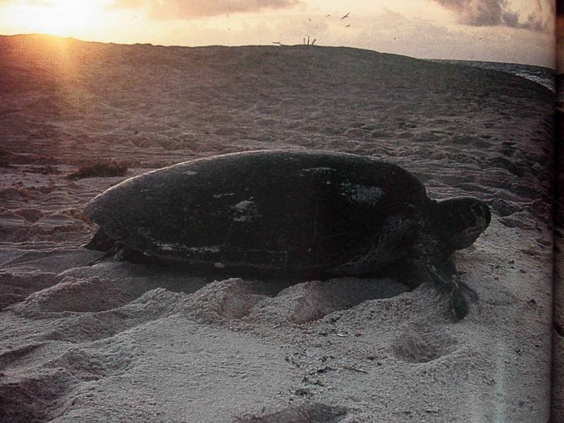 Green sea turtle; DISPLAY FULL IMAGE.