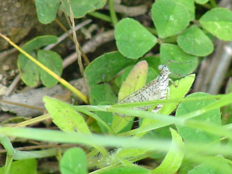 Mayfly; DISPLAY FULL IMAGE.