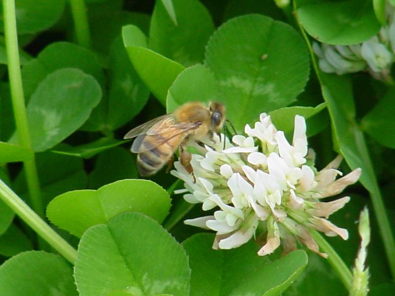 Honeybee; DISPLAY FULL IMAGE.