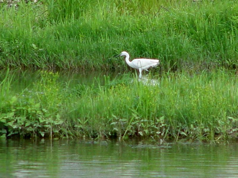 Little Egret; DISPLAY FULL IMAGE.