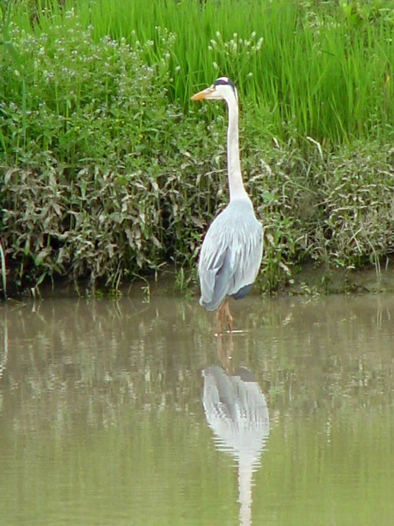 Grey Heron; DISPLAY FULL IMAGE.