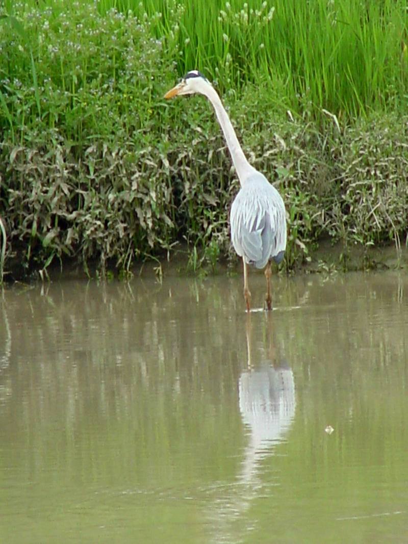 Gray Heron; DISPLAY FULL IMAGE.