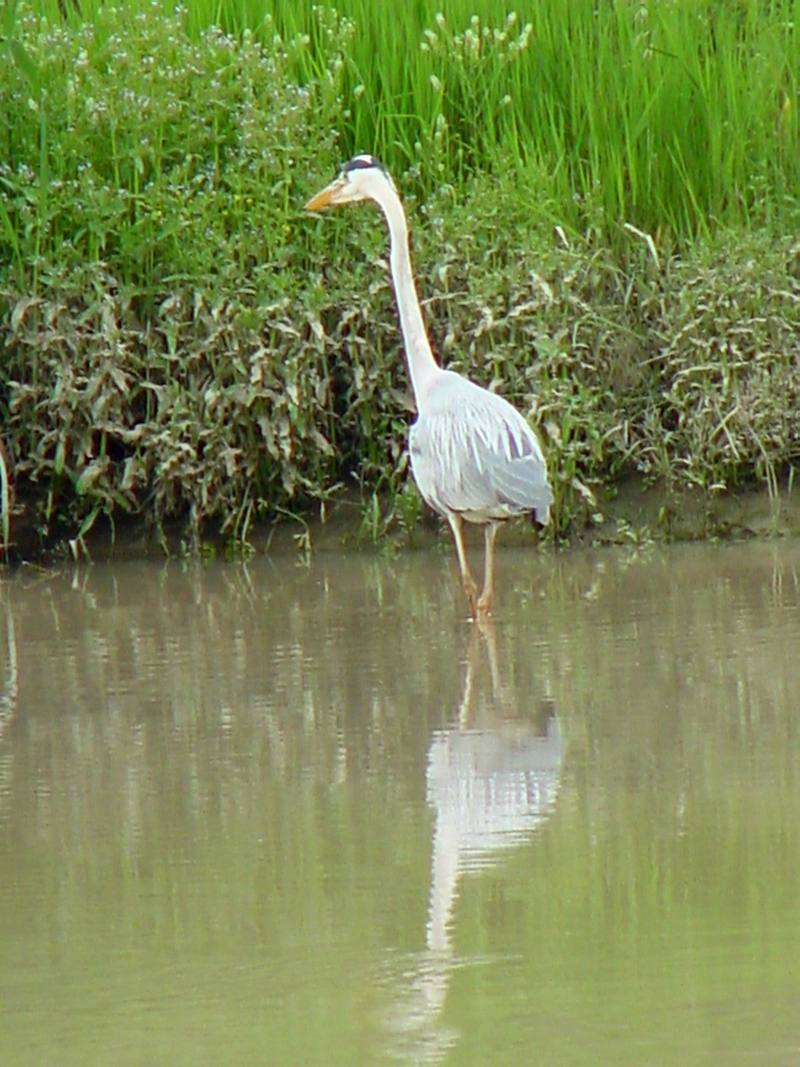 Gray Heron; DISPLAY FULL IMAGE.