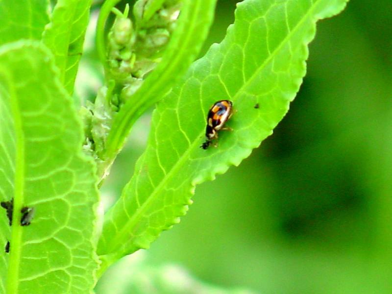 Turtle vein ladybird on leaf; DISPLAY FULL IMAGE.