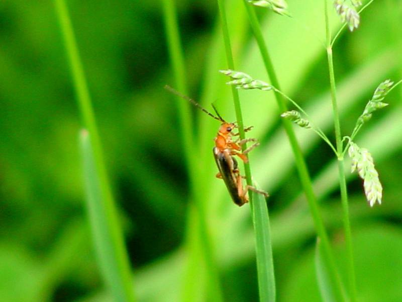 Red soldier beetle; DISPLAY FULL IMAGE.