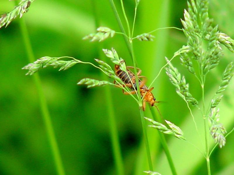 Red soldier beetle; DISPLAY FULL IMAGE.