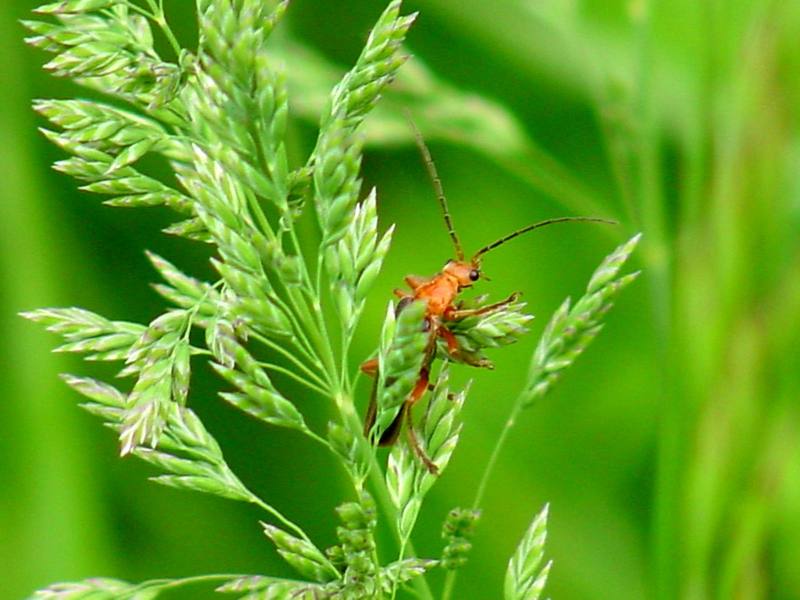 Red soldier beetle; DISPLAY FULL IMAGE.