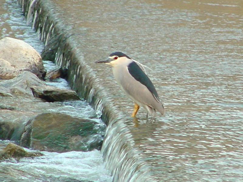 Black-crowned night heron; DISPLAY FULL IMAGE.