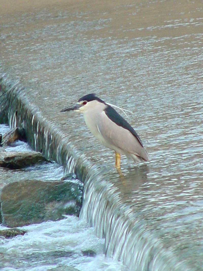 Black-crowned night heron (해오라기); DISPLAY FULL IMAGE.