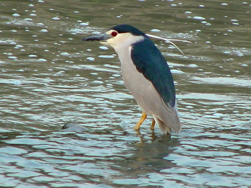 Black-crowned night heron (해오라기); DISPLAY FULL IMAGE.