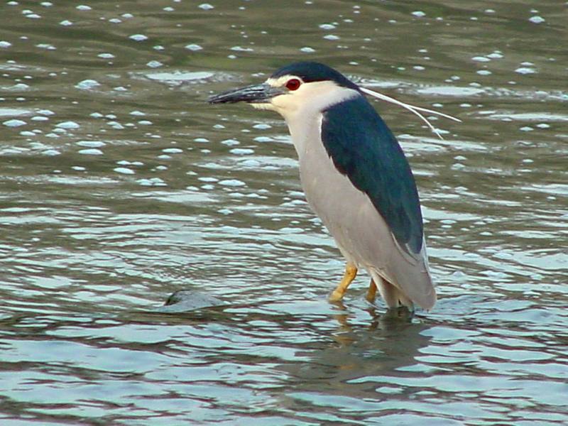 Black-crowned night heron (해오라기); DISPLAY FULL IMAGE.