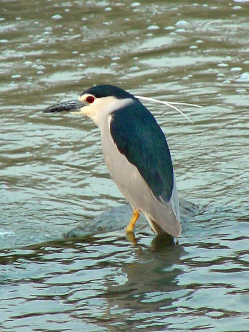 Black-crowned night heron (해오라기); DISPLAY FULL IMAGE.