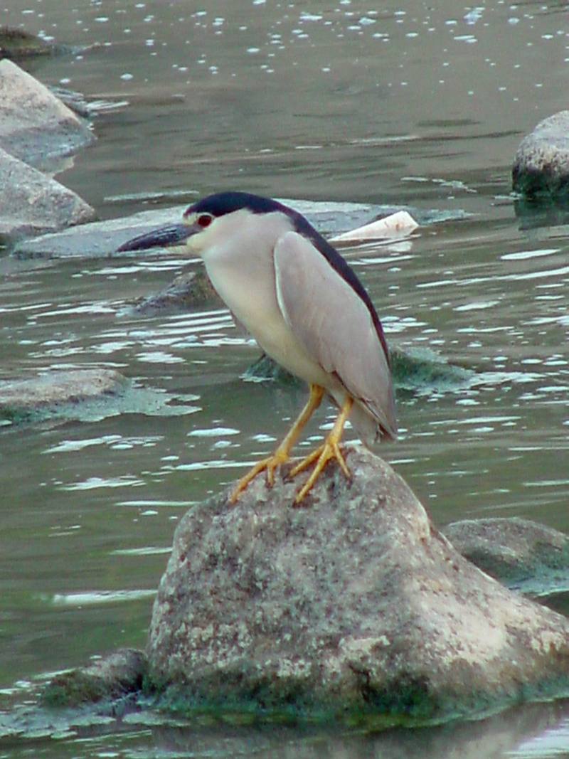 Black-crowned night heron (해오라기); DISPLAY FULL IMAGE.