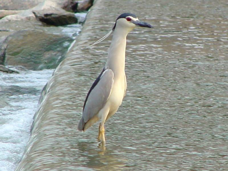 Black-crowned Night Heron; DISPLAY FULL IMAGE.