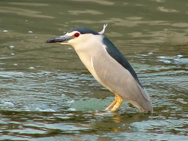 Black-crowned Night Heron; DISPLAY FULL IMAGE.