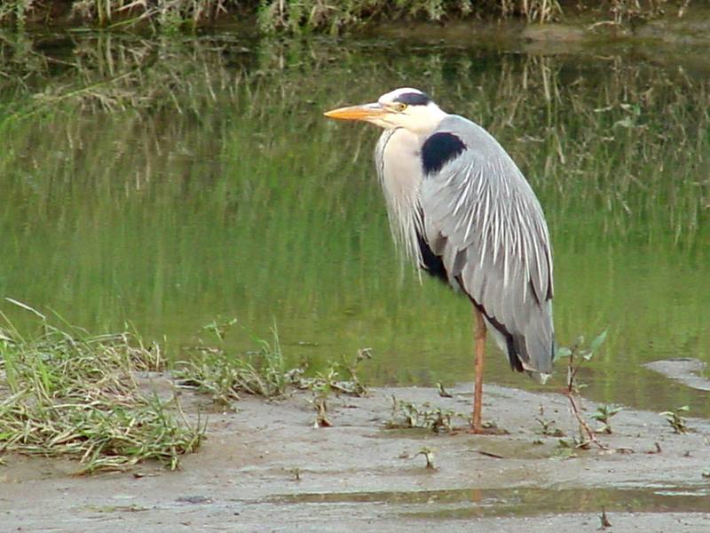 Grey heron (왜가리); DISPLAY FULL IMAGE.