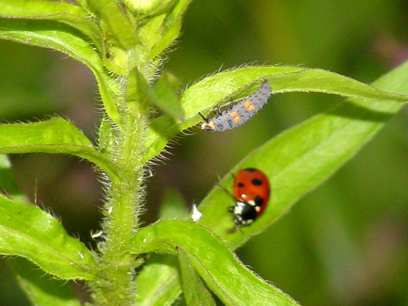 Unknown caterpillar and a seven-spot ladybug; DISPLAY FULL IMAGE.