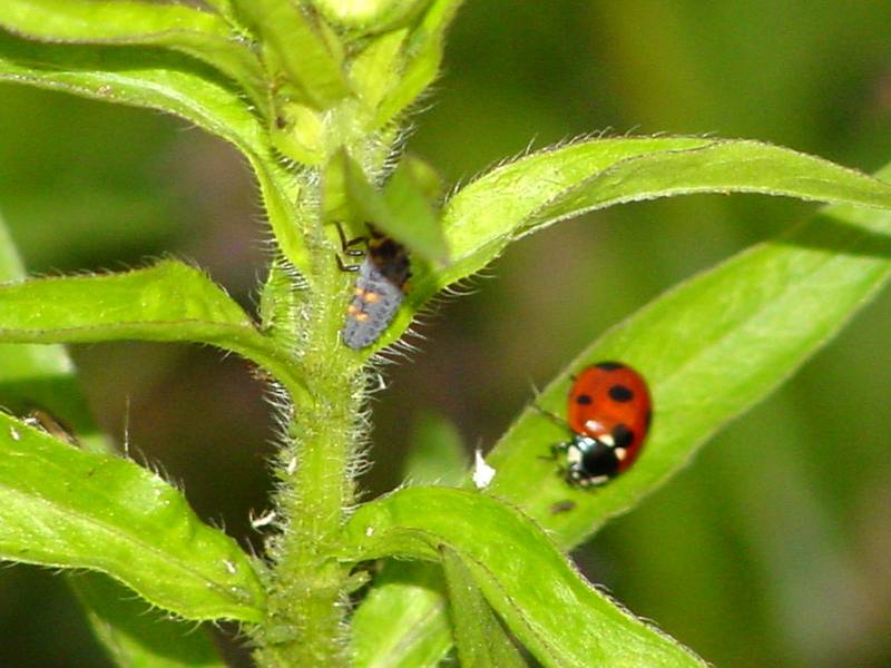 Unknown caterpillar and a seven-spot ladybug; DISPLAY FULL IMAGE.