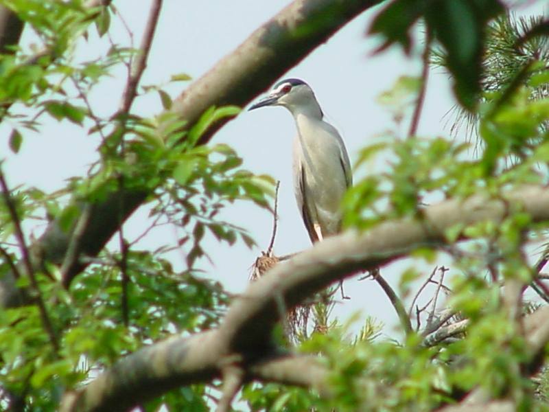 Black-crowned Night Heron on tree; DISPLAY FULL IMAGE.