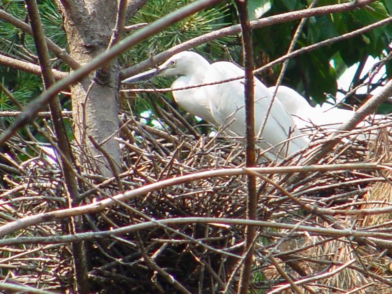 Little egrets; DISPLAY FULL IMAGE.