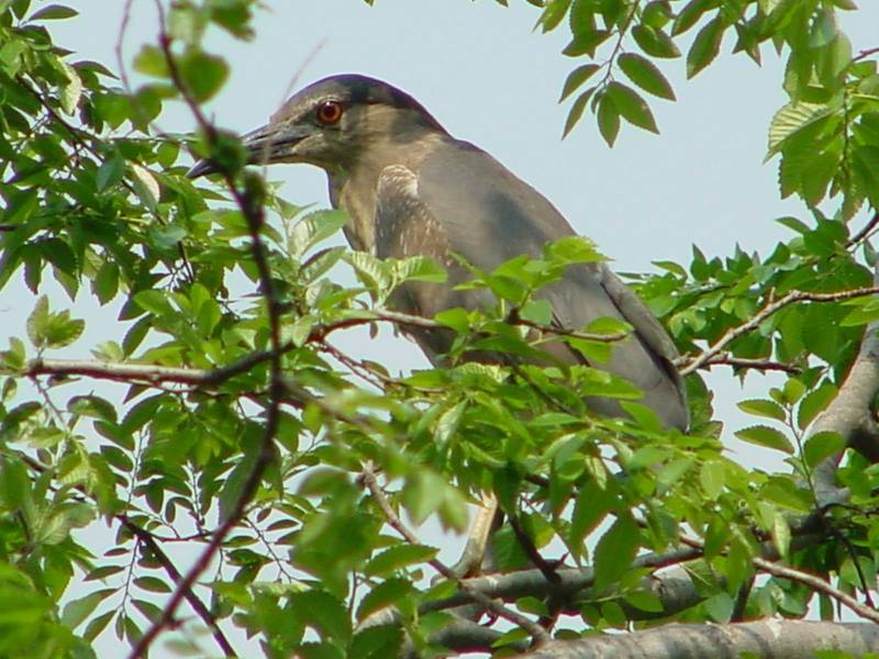 Immature black-crowned night heron; DISPLAY FULL IMAGE.