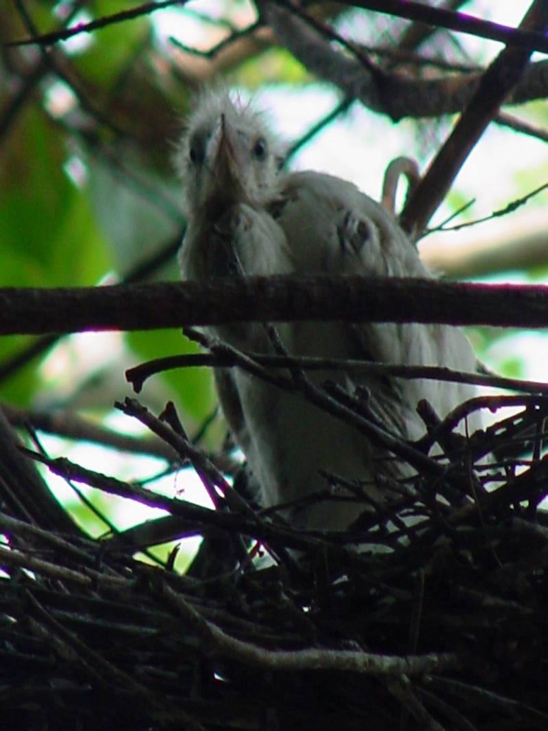 Baby little egret on nest; DISPLAY FULL IMAGE.