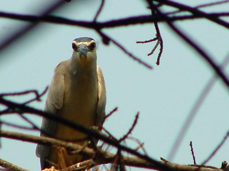 Black-crowned night heron; DISPLAY FULL IMAGE.