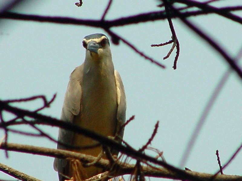 Black-crowned night heron; DISPLAY FULL IMAGE.