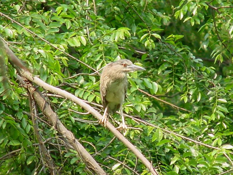 Black-crowned night heron (juvenile); DISPLAY FULL IMAGE.