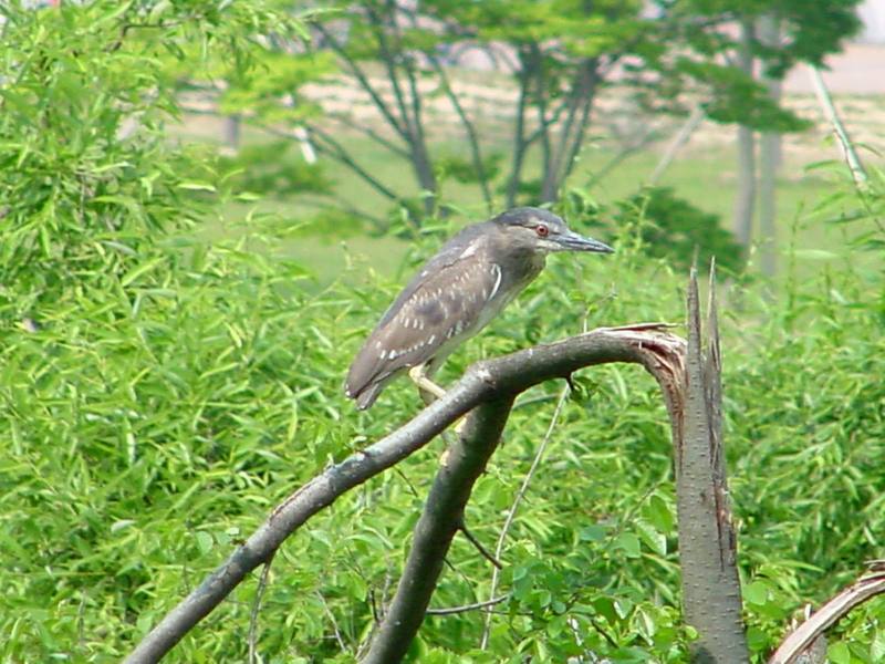 Black-crowned night heron (juvenile); DISPLAY FULL IMAGE.