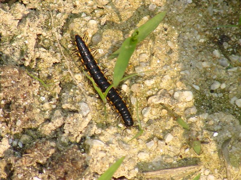 Millipede -->  Orthomorphella pekuensis (황주노래기); DISPLAY FULL IMAGE.