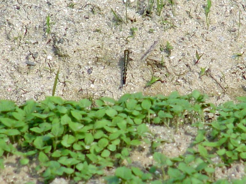 Dragonfly; DISPLAY FULL IMAGE.