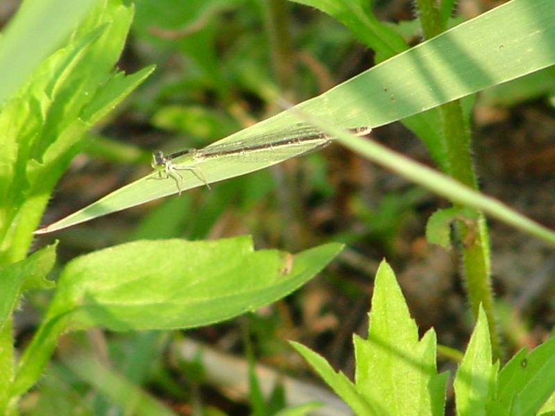 Damselfly --> 아시아실잠자리 암컷 Ischnura asiatica (Asiatic Bluetail Damselfly); DISPLAY FULL IMAGE.