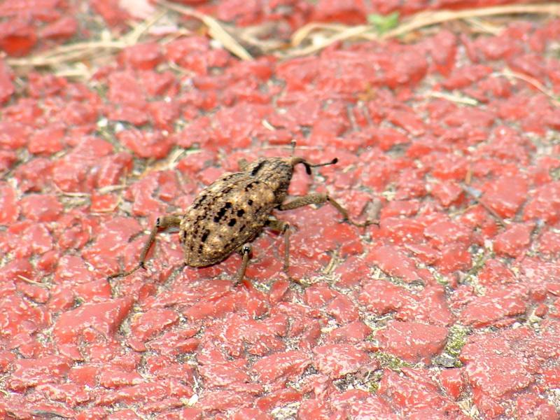 Korean giant weevil; DISPLAY FULL IMAGE.