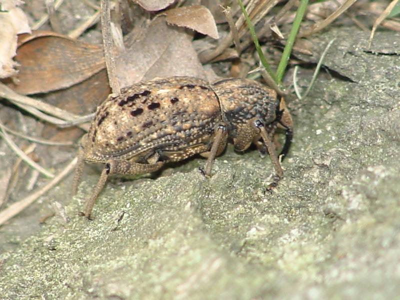 Korean giant weevil; DISPLAY FULL IMAGE.
